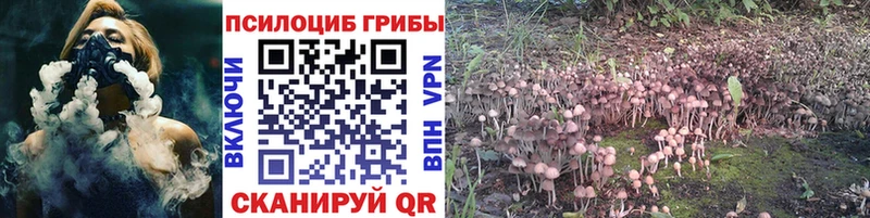 дарнет шоп  Балей  Псилоцибиновые грибы GOLDEN TEACHER 